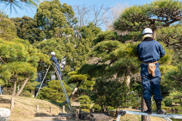 庭木の健康を守る剪定管理